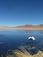 Fototapeta premium Flamingo Lagoone