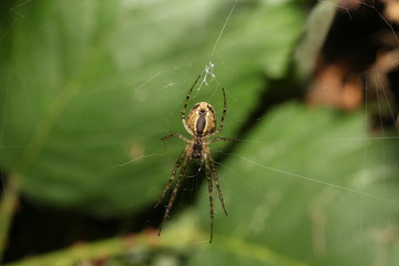 Baldachinspinne im Netz, Linyphiidae
