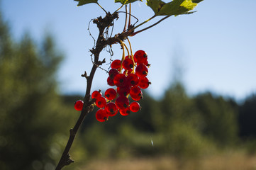 Redcurrant berries against a blurred background
