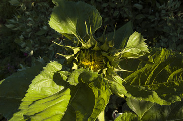 Growing sunflower in the process of opening up