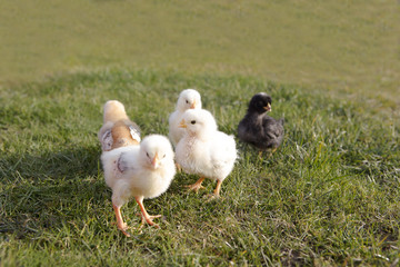 Young chicken on a meadow