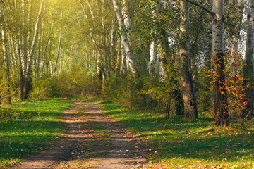Ground road in the autumn park