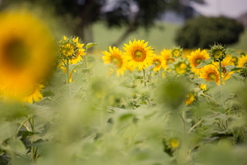 Closeup sunflowers garden
