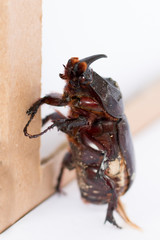 Rhinoceros beetle Rhino Hercules on white background