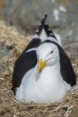 Seagull Nesting in the Rocks