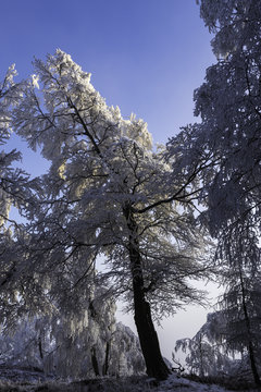 Winter landscape