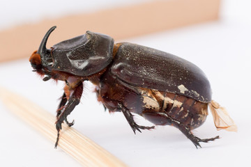 Rhinoceros beetle Rhino Hercules on white background