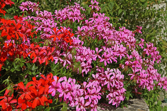 Géranium lierre rouge et rose