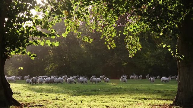 Flock of sheep or lambs grazing on grass in English countryside field between trees, England, Great Britain during summer evening.