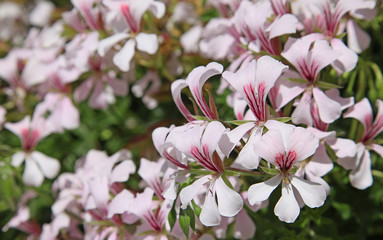 Géranium lierre blanc