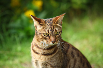 brown stripped cat with funny looking face