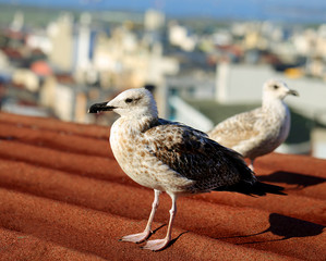 Photo macro white seagulls