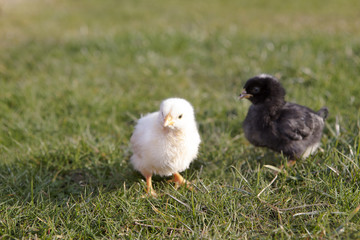 Newborn chicken on a meadow