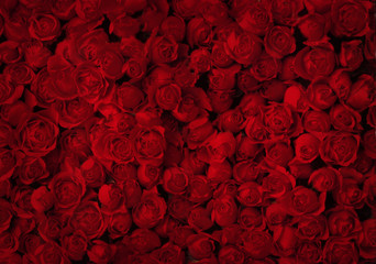 Red roses for background