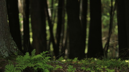 Obraz premium Forest Floor