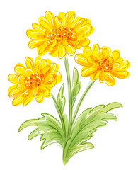 Three yellow flowers. EPS10 vector