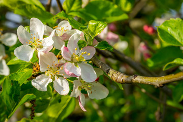 flowering cherry, flowering tree with white flowers, spring bloo