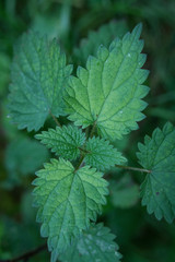 Little friends of the woods