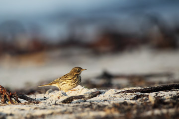 Ein Wiesenpieper (Anthus pratensis) am Strand von Helgoland