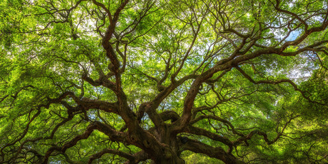 Angel Oak Tree Panorama 