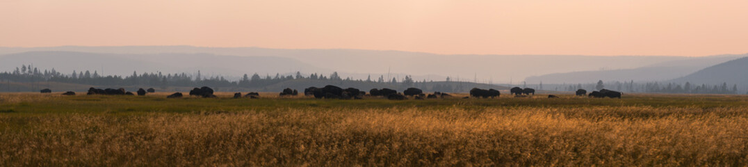 American Bison grazing in a field panorama 