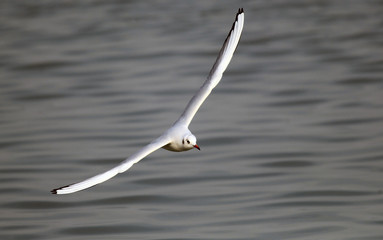 Gull flying on the River Danube in Zemun,Belgrade Serbia.
