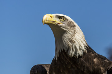 Bald eagle