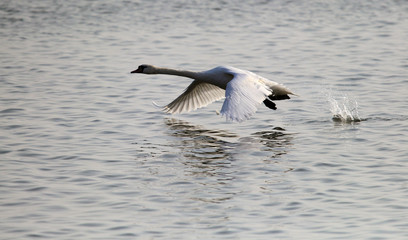 Mute Swan is taking off from water. Swan running on water at River Danube in Zemun, Belgrade,Serbia.