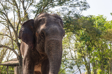 Elephant In Zoo