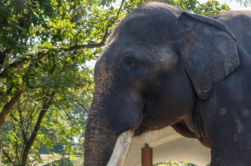 Elephant In Zoo