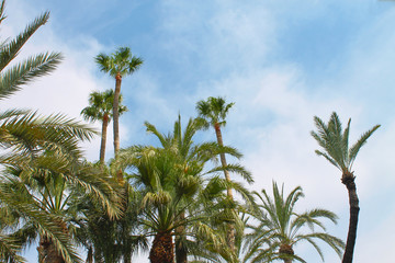 Palmeral de Elche, Alicante