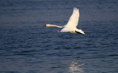 Fototapeta na wymiar Mute Swan flying over the River Danube at Zemun in the Belgrade Serbia.