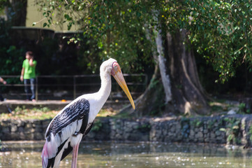 Painted Stork