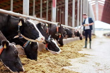 herd of cows eating hay in cowshed on dairy farm - obrazy, fototapety, plakaty