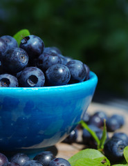 Berries of ripe juicy bilberry in a blue small plate on a wooden table.
