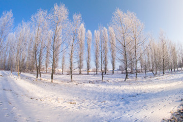 Winter trees snow field sun