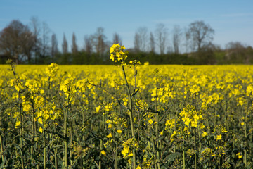 Rape flowers in a field in Britain Kent England