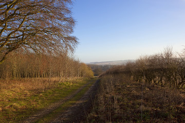 Obraz premium woodland footpath in winter