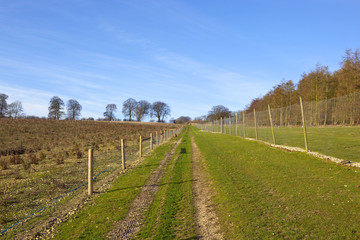 Fototapeta premium pheasant shooting landscape
