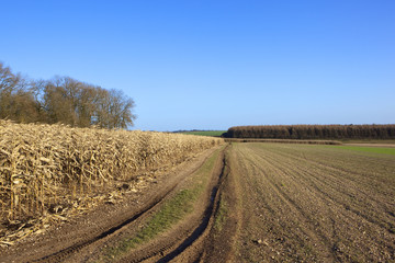 Fototapeta na wymiar dry maize and larch woodland