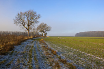 Obraz premium frosty footpath and wheat field