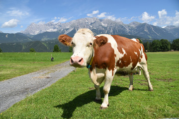 Fototapeta na wymiar Kuh vor Bergkulisse am Dachstein / Steiermark