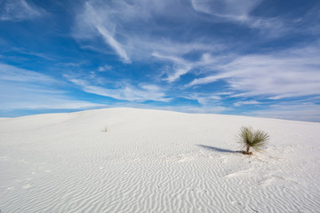 Yucca on a sand dune at White Sands National Monument, USA