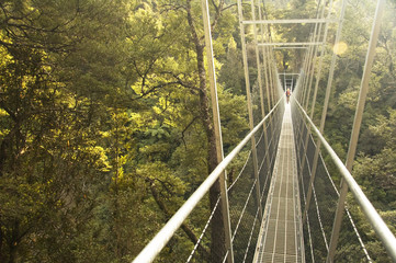 Hiker walks over suspension bridge  in New Zealand
