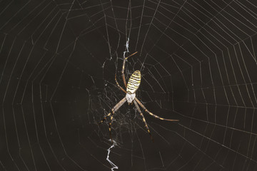 Argiope Bruennichi, or spider-wasp - view araneomorph spiders of the family of Orb-web spiders (lat. Araneidae)
