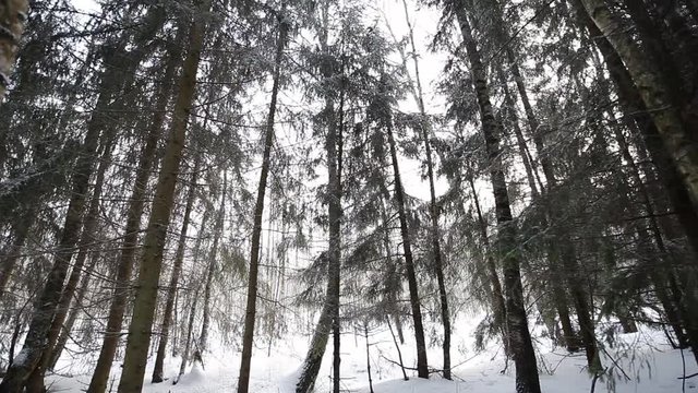 In the winter forest. circular panorama of the forest.