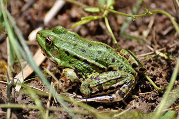 Green frog 