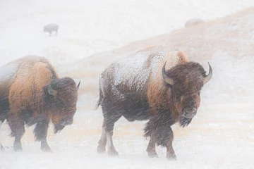 Fotobehang Buffel Blizzard