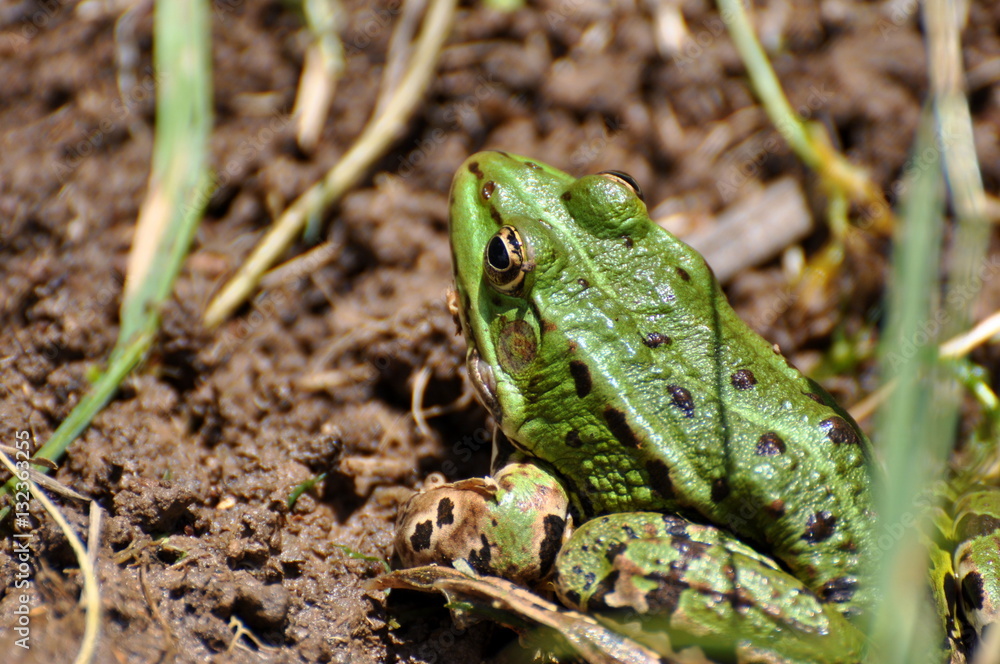 Wall mural green frog in the dirt