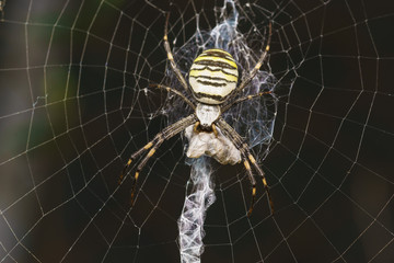 Argiope Bruennichi, or spider-wasp - view araneomorph spiders of the family of Orb-web spiders (lat. Araneidae) - prey